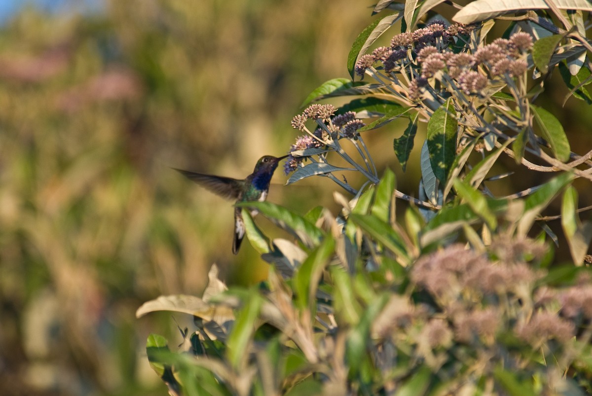 kolibřík safírový - ML85933251