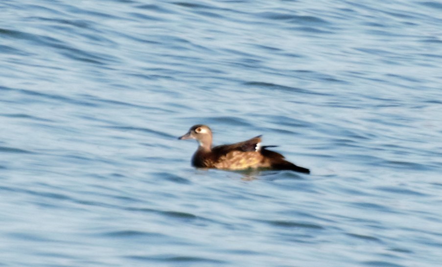 Wood Duck - ML85933581