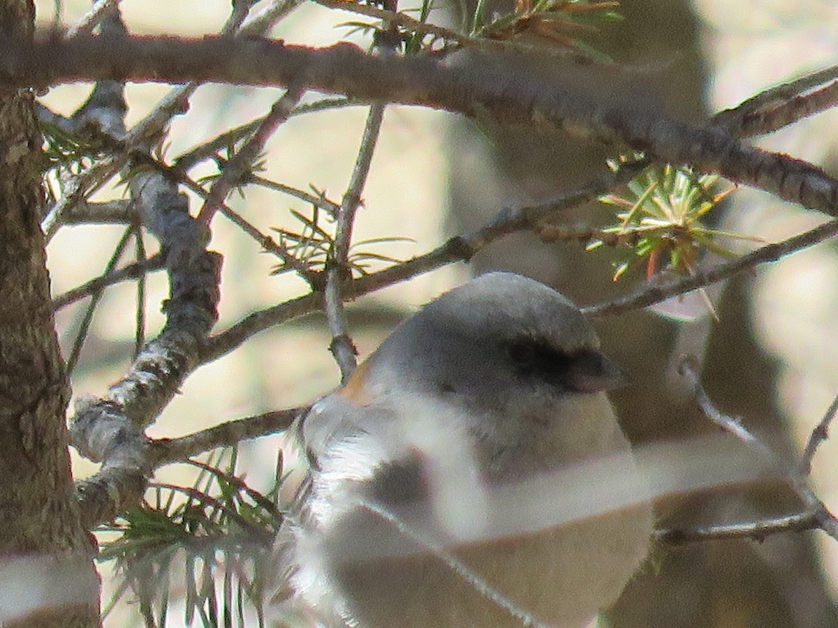Dark-eyed Junco (Red-backed) - ML85934381