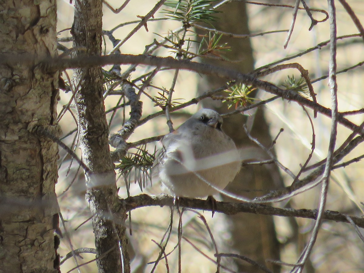 Dark-eyed Junco (Red-backed) - ML85934391