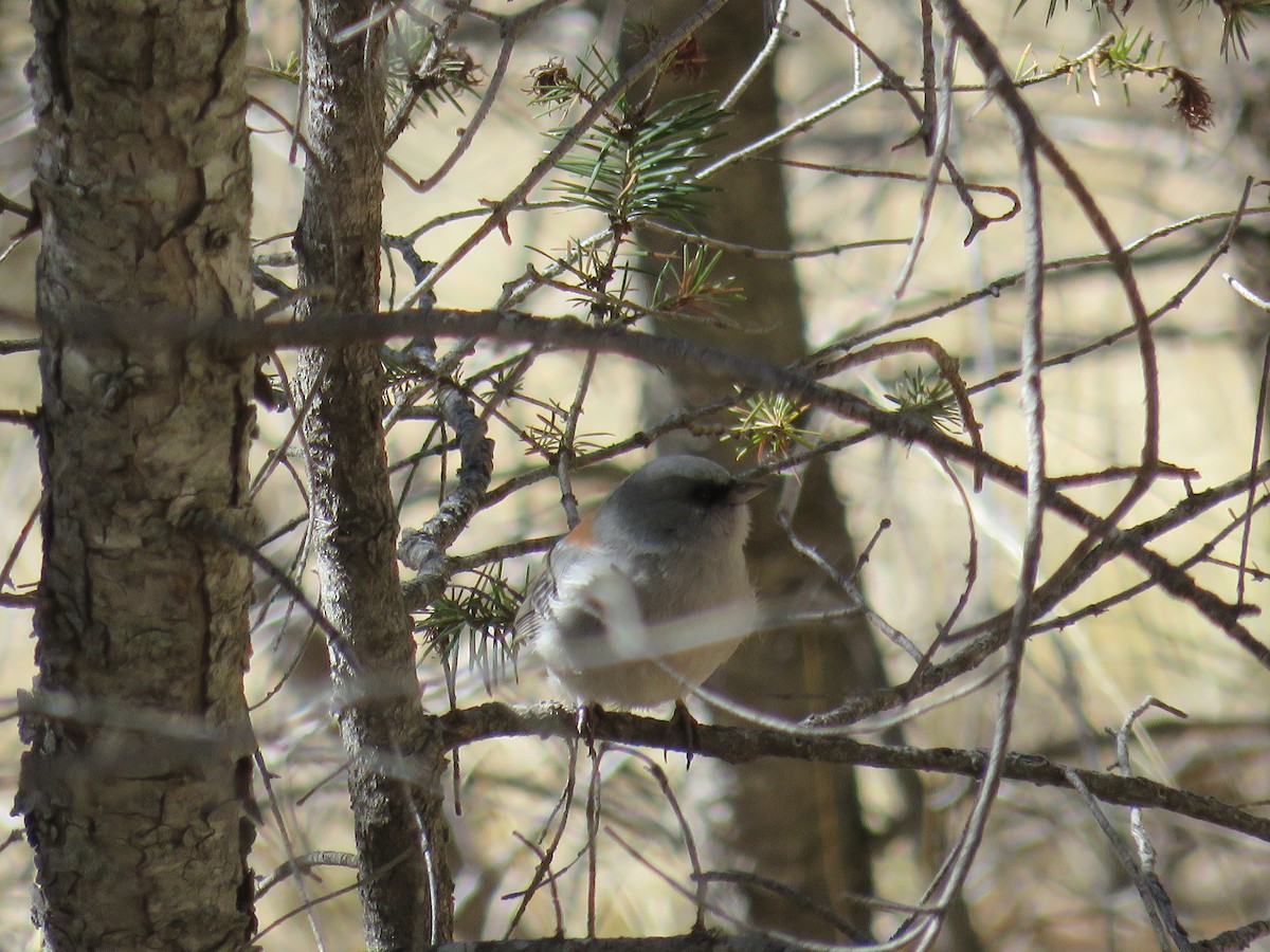 Dark-eyed Junco (Red-backed) - ML85934401