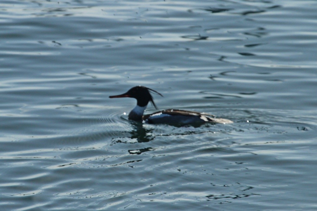 Red-breasted Merganser - Storm Jensen