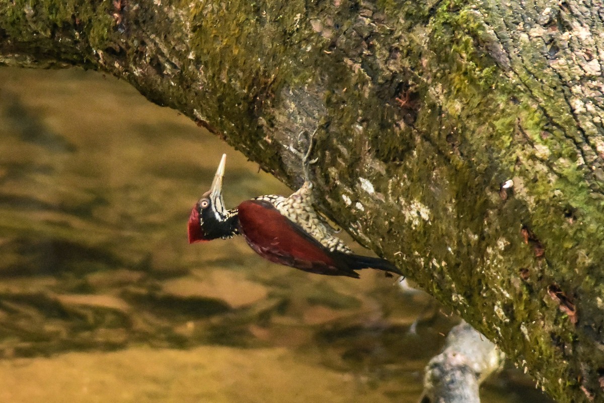 Crimson-backed Flameback - ML85935141