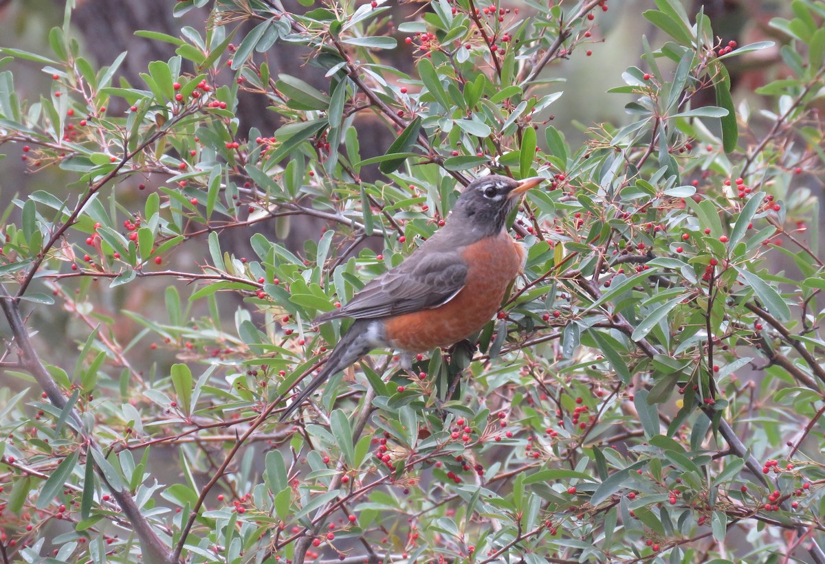 American Robin - David Kidwell