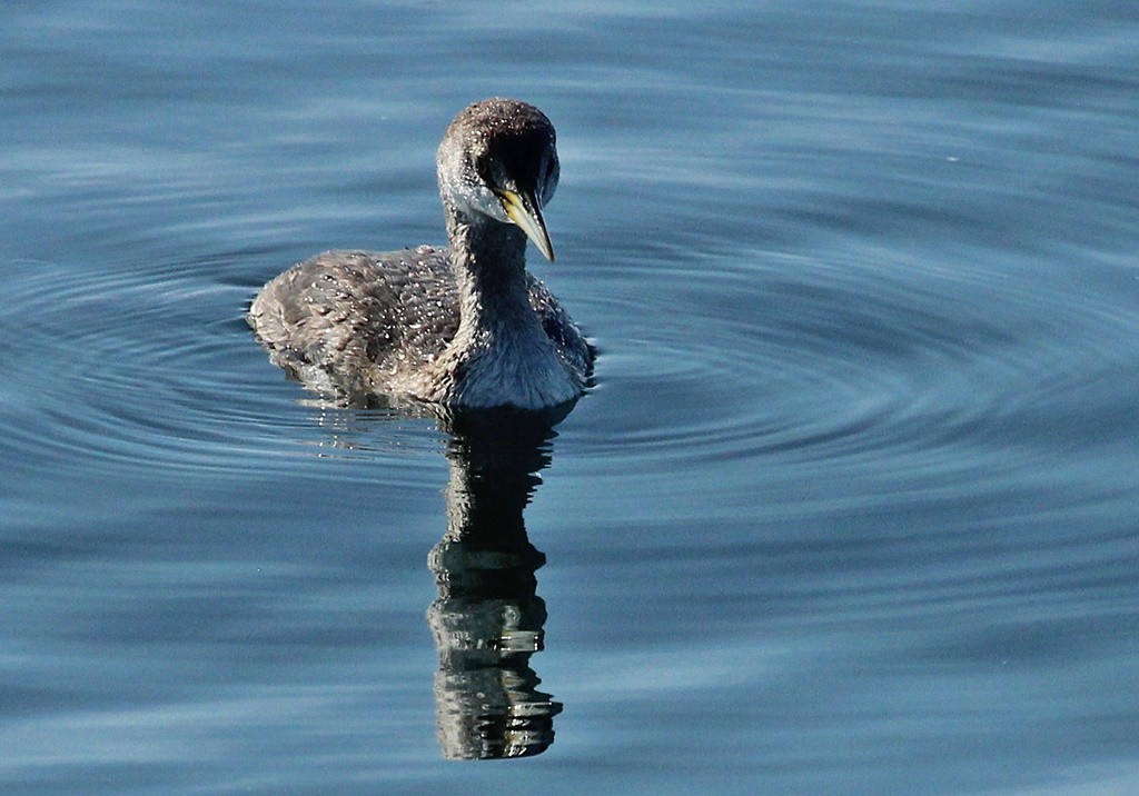 Red-necked Grebe - ML85935701