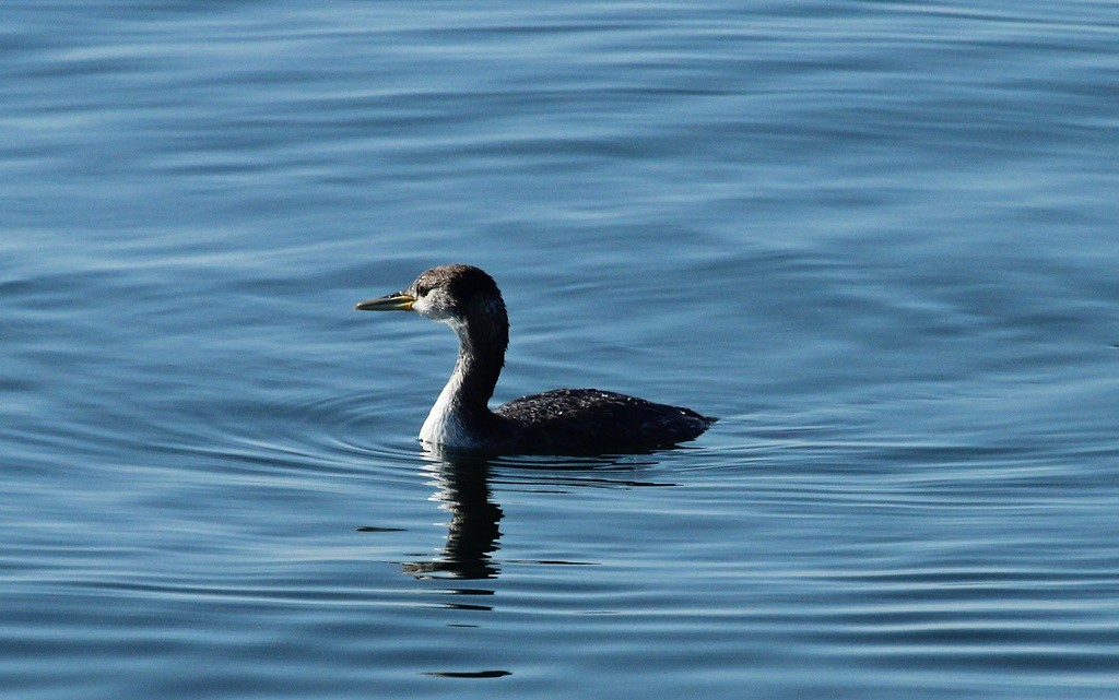 Red-necked Grebe - ML85935711