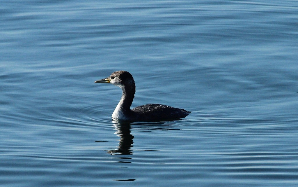 Red-necked Grebe - Storm Jensen