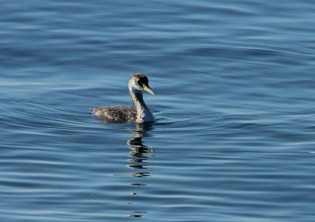 Red-necked Grebe - Storm Jensen