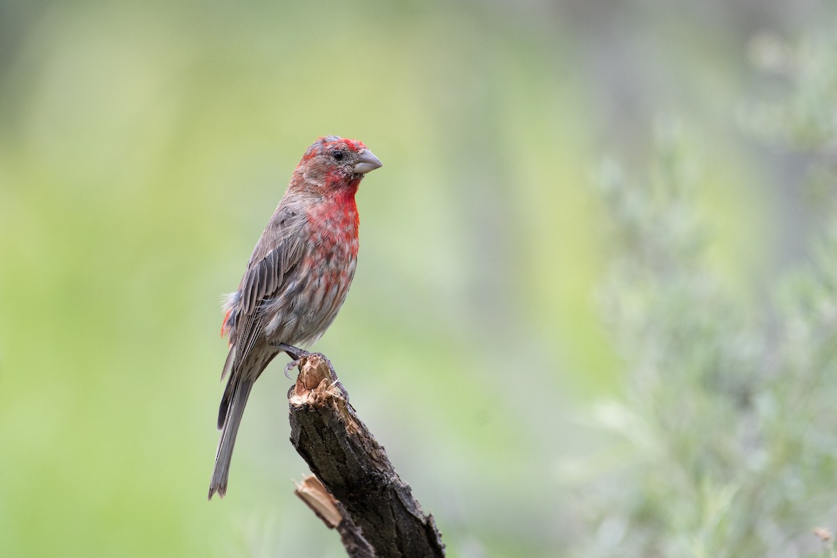 House Finch - ML85936471