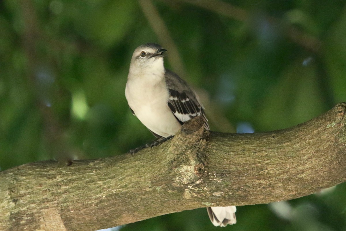 Northern Mockingbird - Gil Ewing