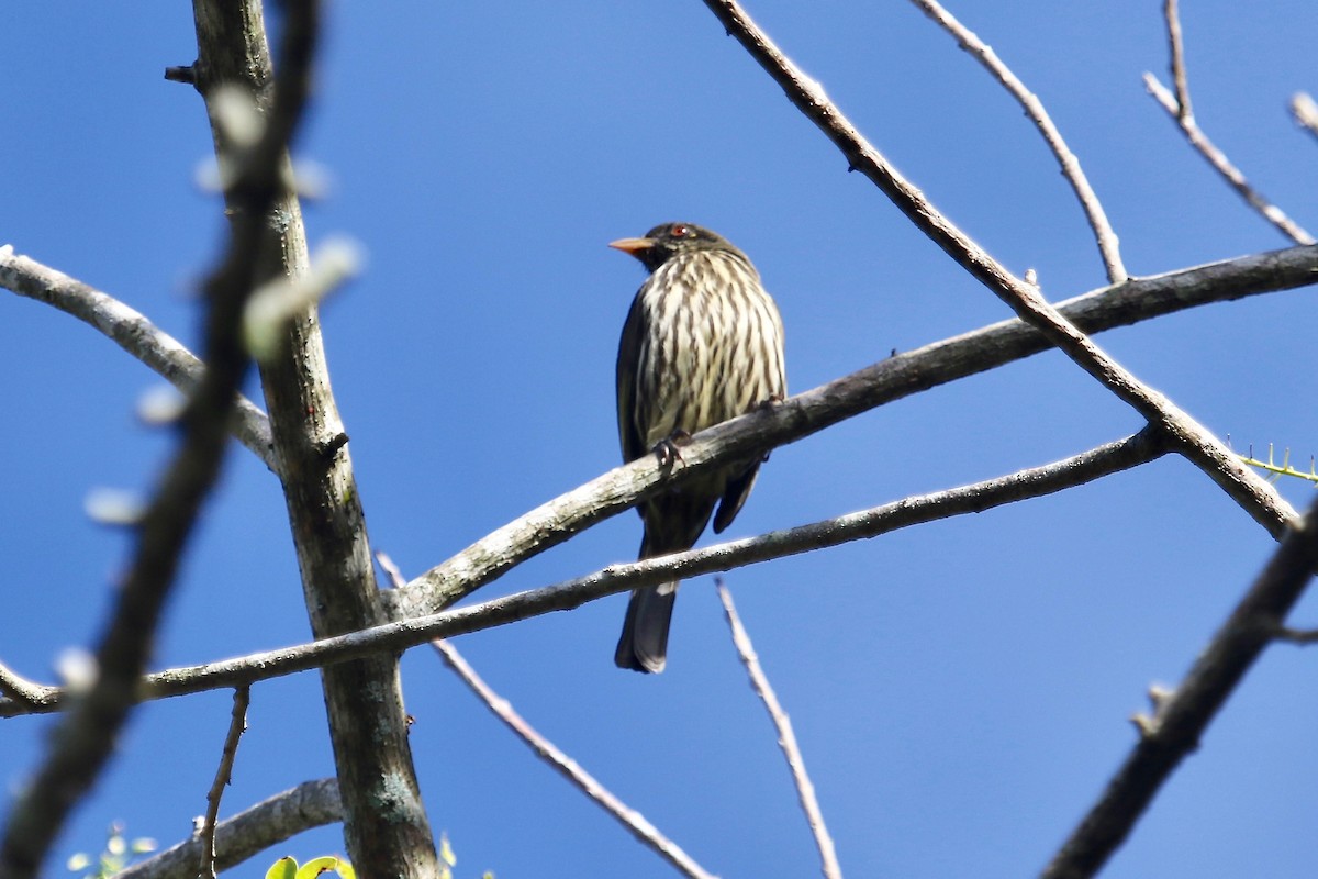 Palmchat - Gil Ewing