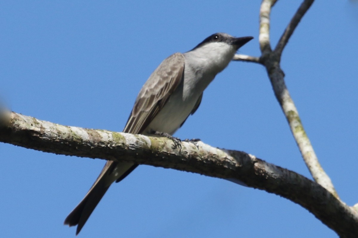 Gray Kingbird - ML85936681