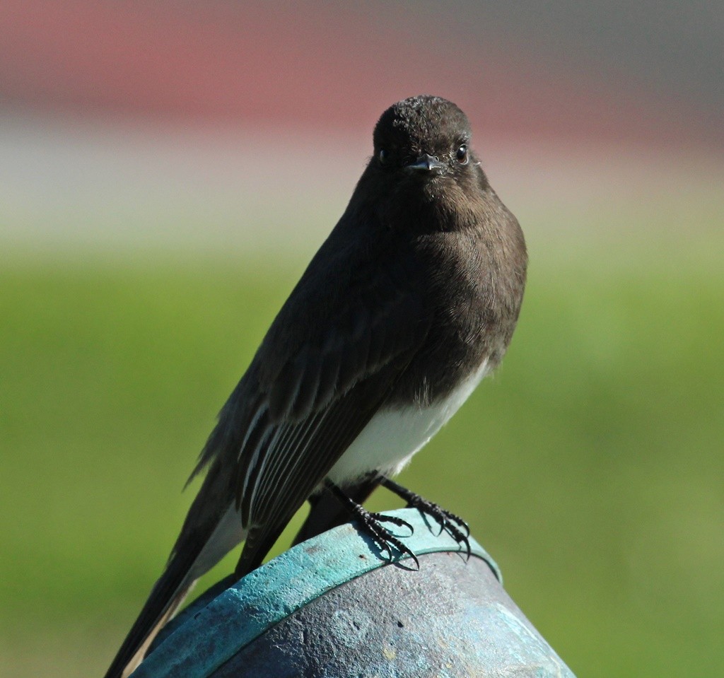 Black Phoebe - Storm Jensen