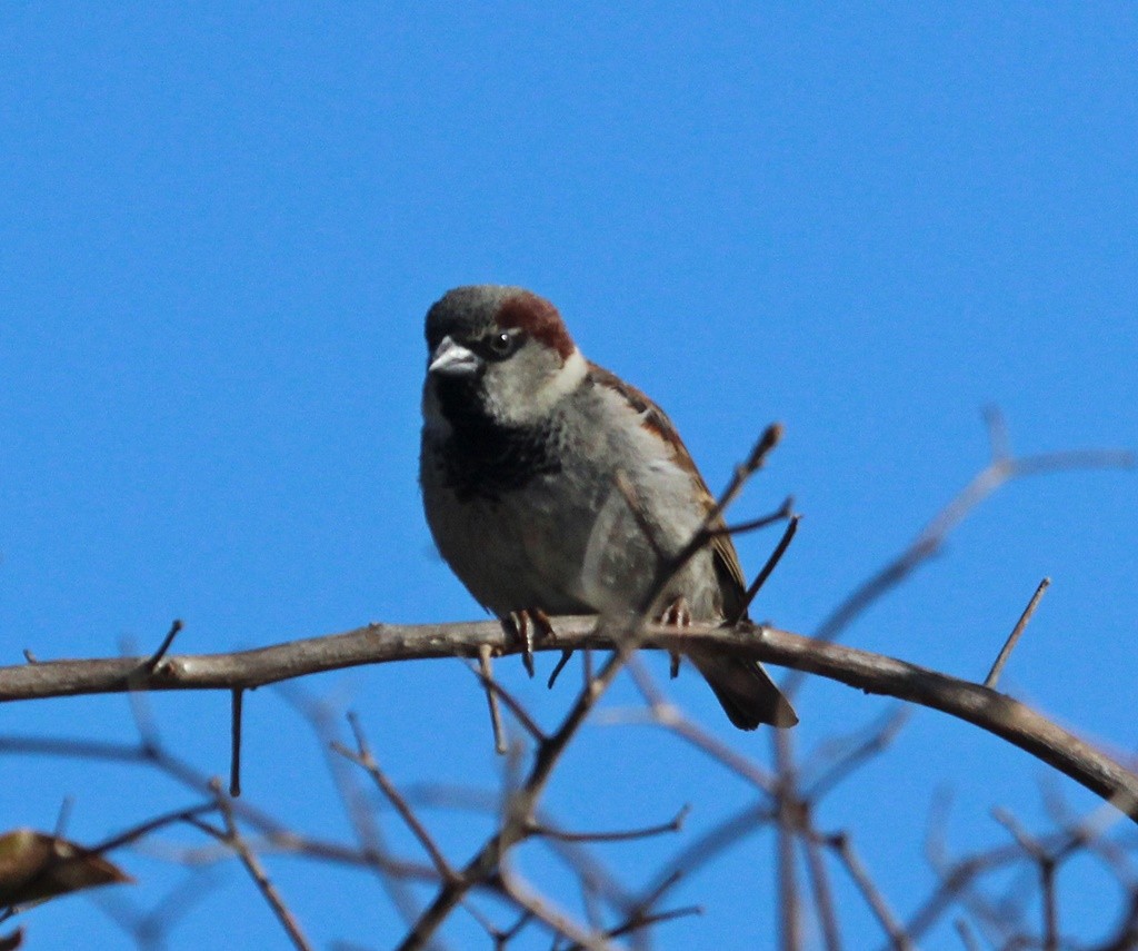 Moineau domestique - ML85939061