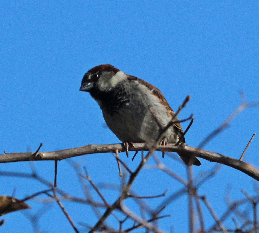 Moineau domestique - ML85939071