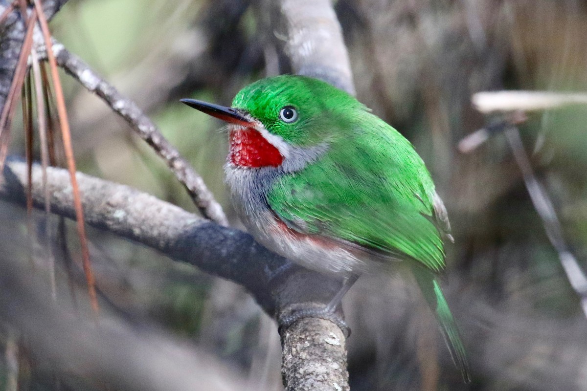 Narrow-billed Tody - ML85940061