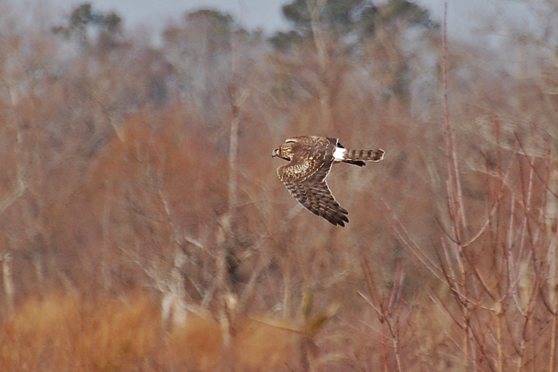 Northern Harrier - ML85941711