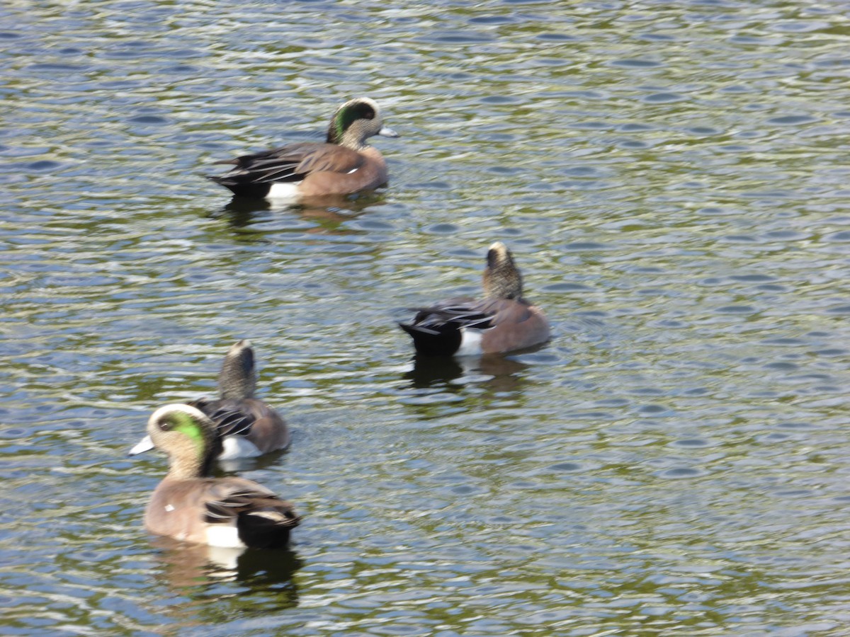 American Wigeon - ML85941971