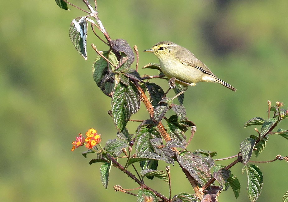 Himalajalaubsänger (affinis/perflavus) - ML85942801