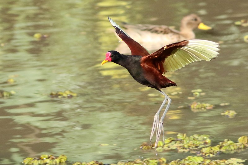 Wattled Jacana - ML85943431