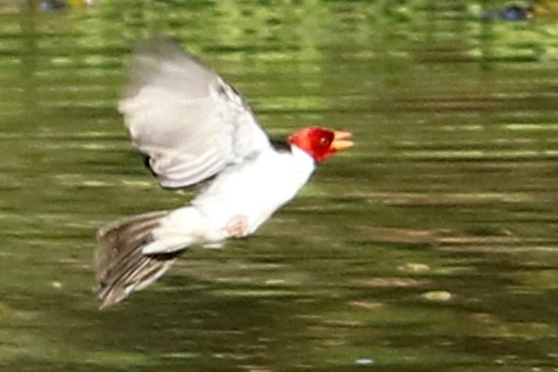 Yellow-billed Cardinal - J. Simón Tagtachian