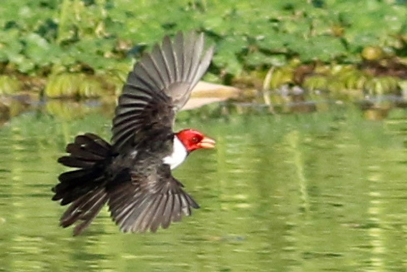 Yellow-billed Cardinal - ML85943821