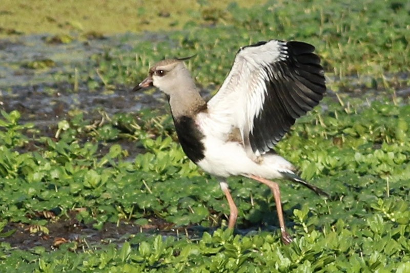 Southern Lapwing - ML85943861