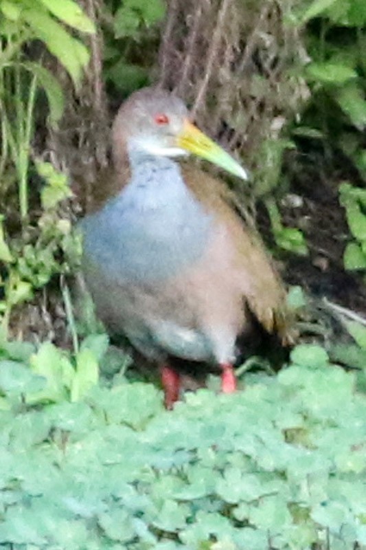 Giant Wood-Rail - J. Simón Tagtachian