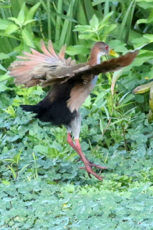 Giant Wood-Rail - ML85943951