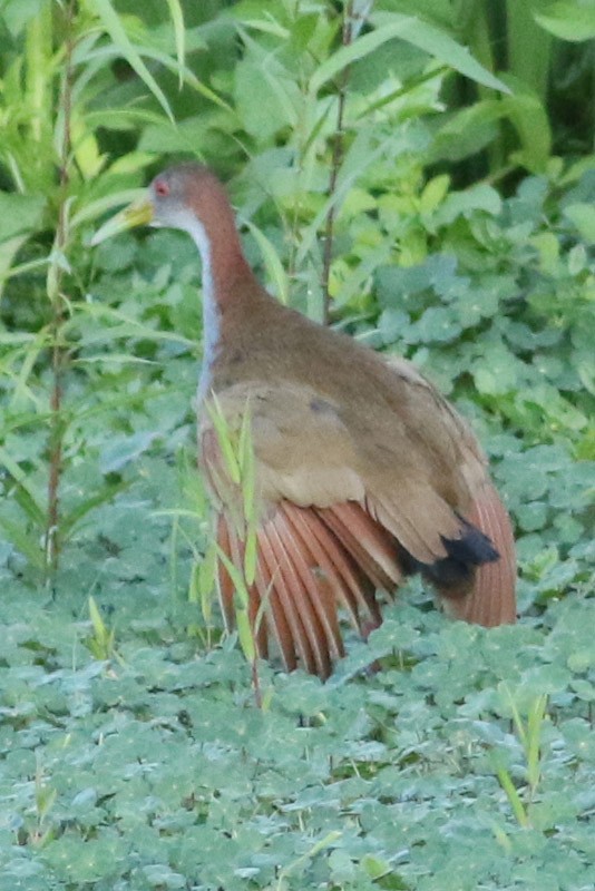 Giant Wood-Rail - ML85943961