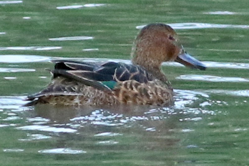 Cinnamon Teal - ML85944111