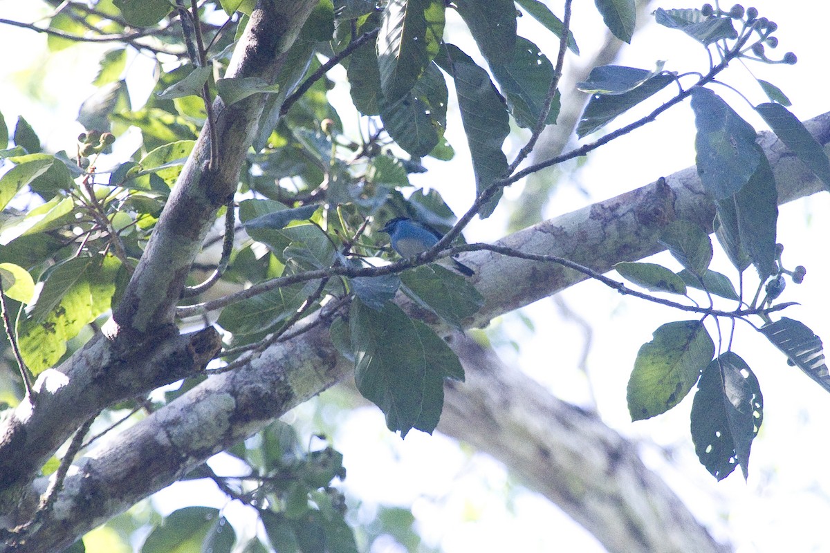 Black-faced Dacnis - Gordon Dimmig