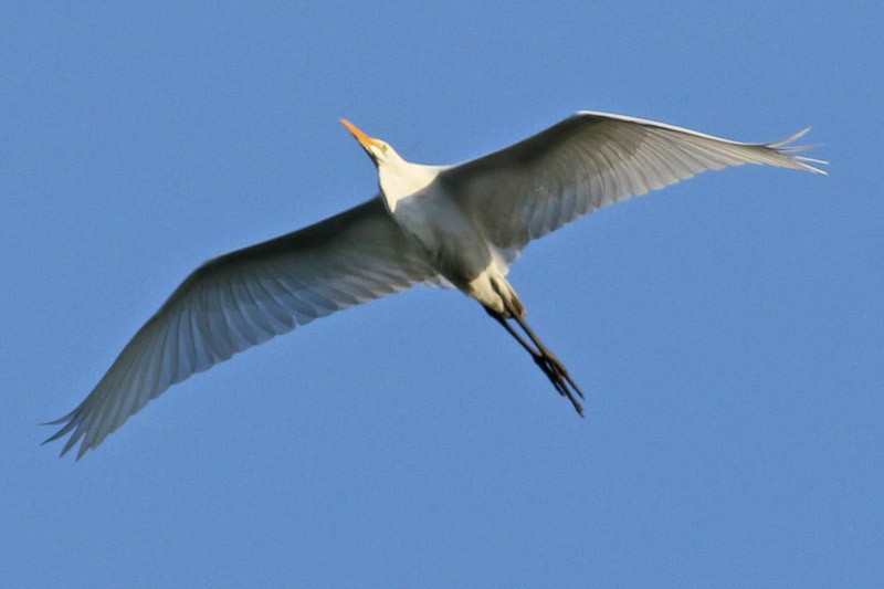 Great Egret - J. Simón Tagtachian