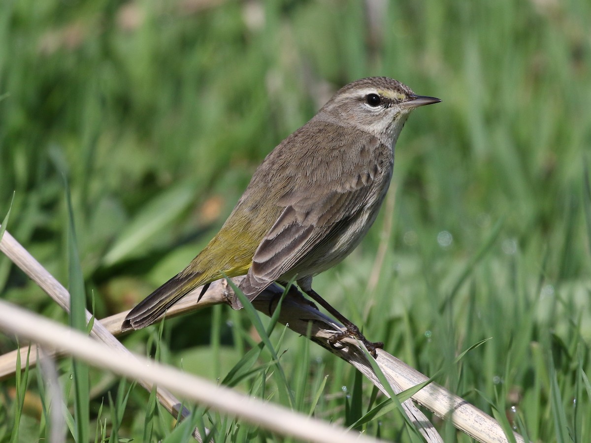 Palm Warbler (Western) - Steve Calver