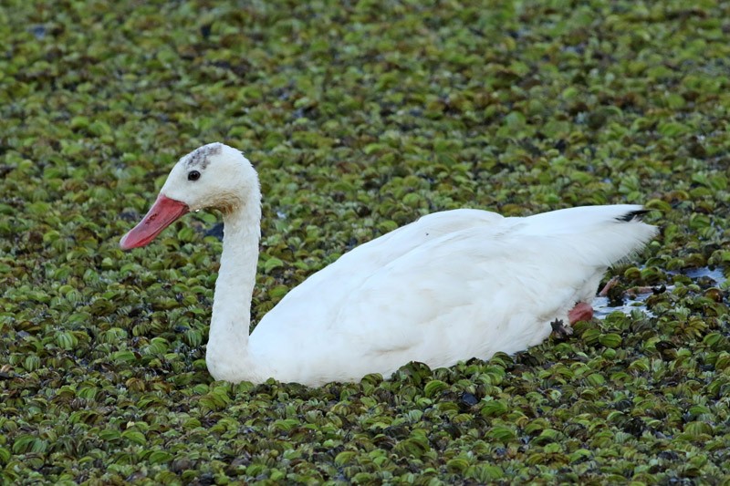 Coscoroba Swan - J. Simón Tagtachian