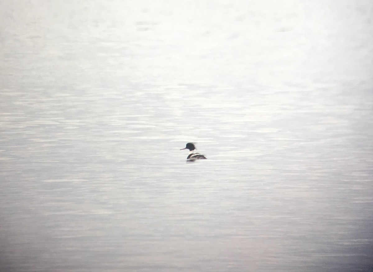 Red-breasted Merganser - ML85945131