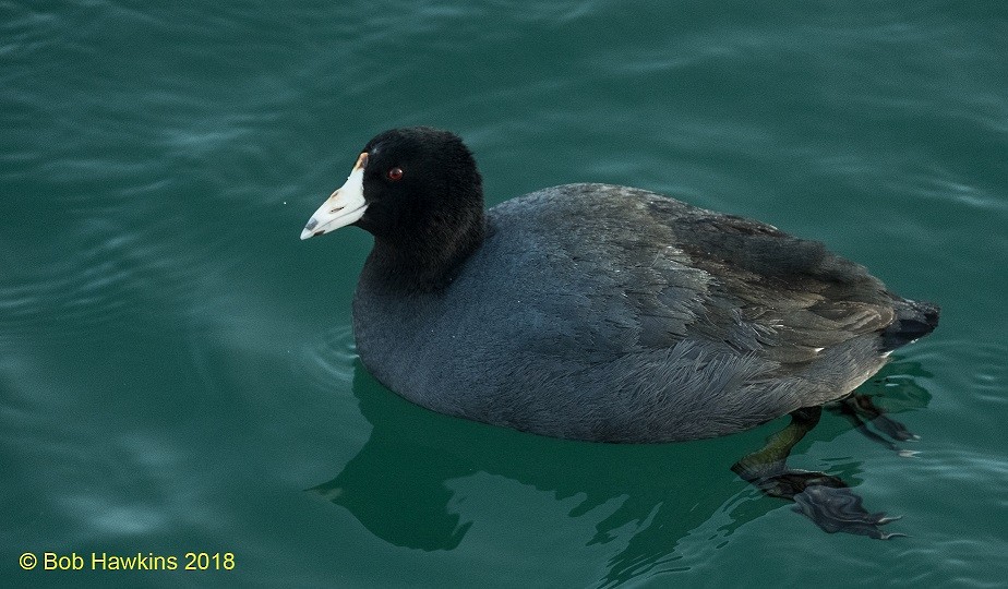 American Coot - ML85945651