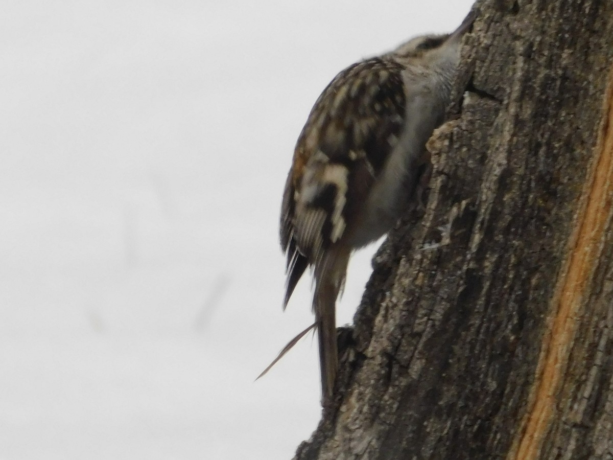 Brown Creeper - ML85945681