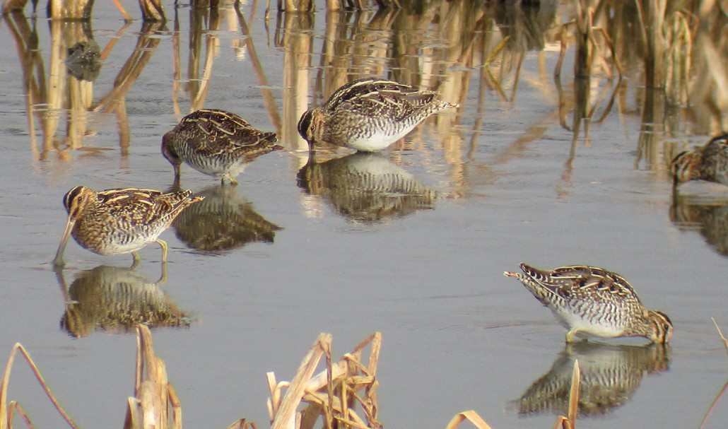 Wilson's Snipe - Steve Nord