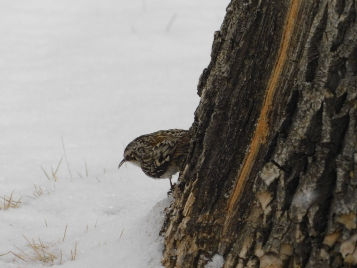 Brown Creeper - Gail Fennell