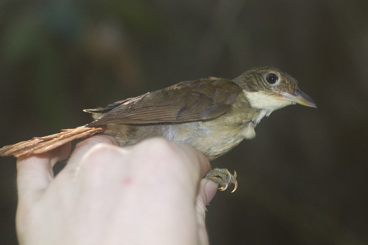 Olive-backed Foliage-gleaner - ML85946851