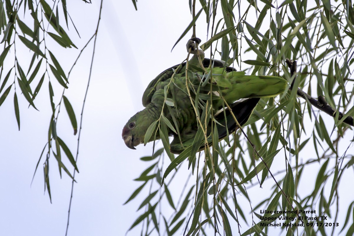 Lilac-crowned Parrot - Michael Kolstad