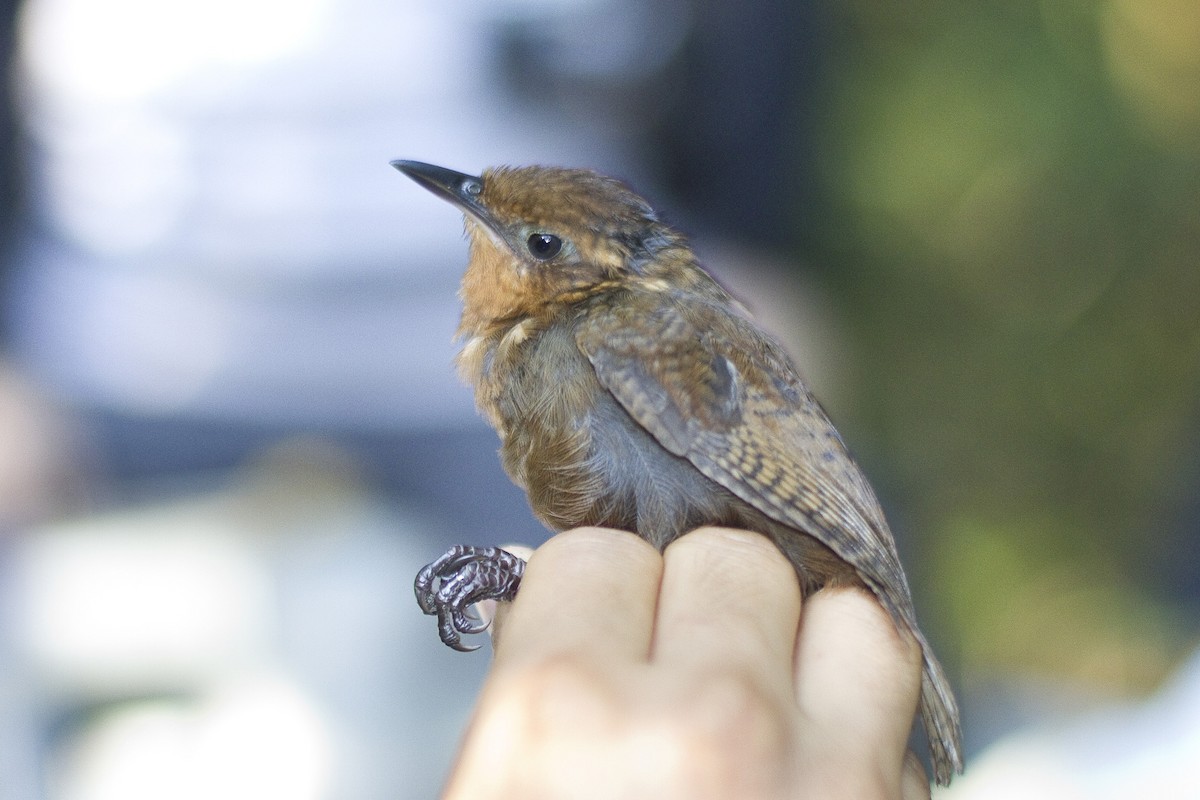 Musician Wren - ML85948161