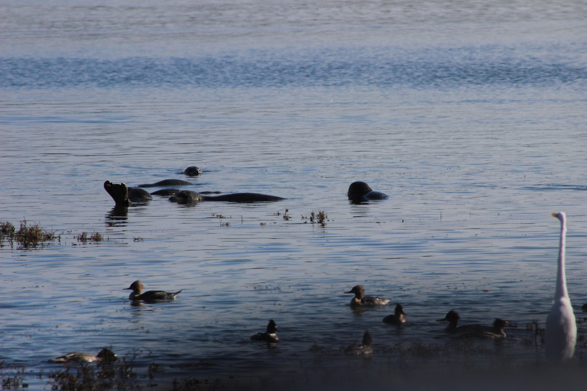 Red-breasted Merganser - ML85948341