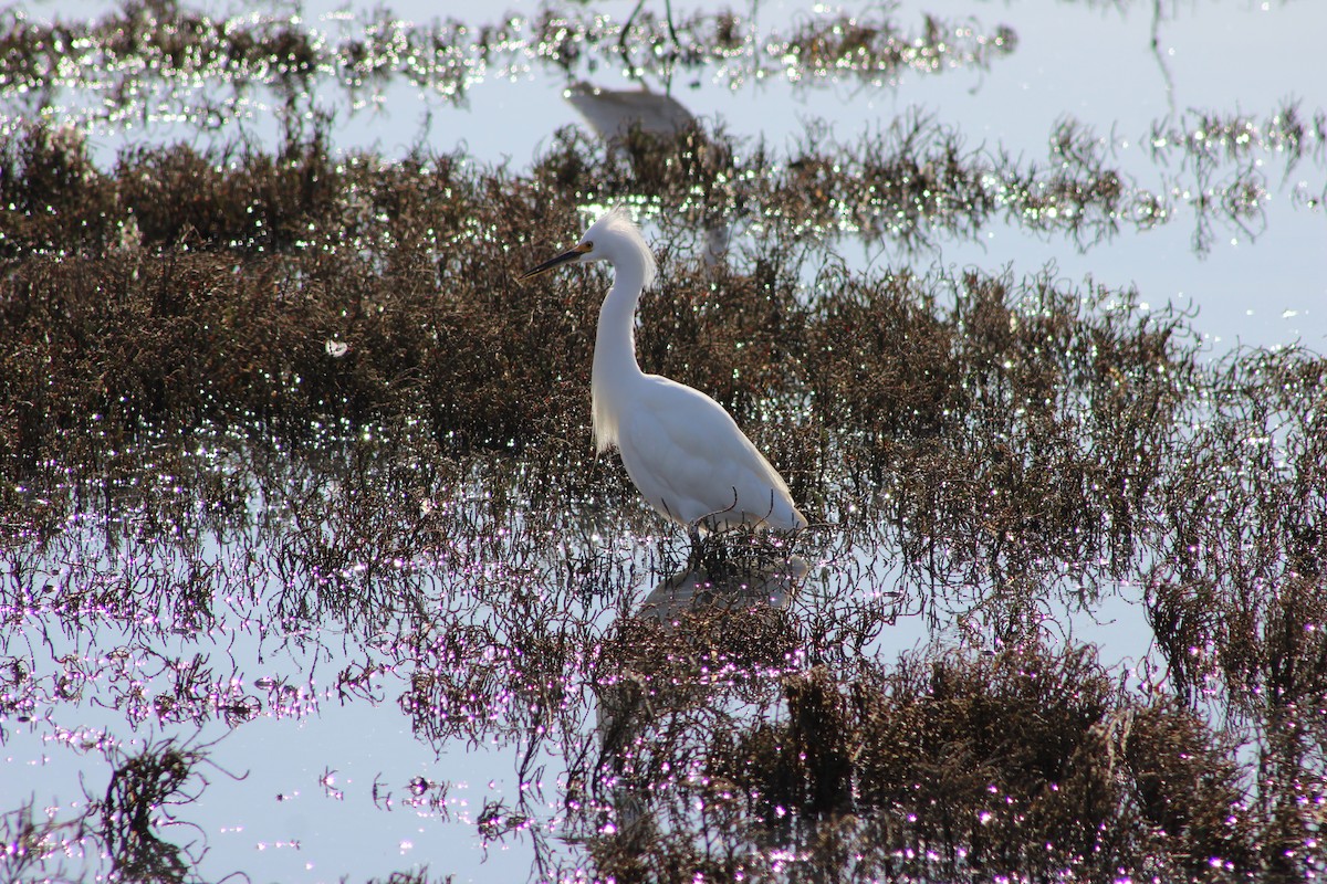 Snowy Egret - ML85948521