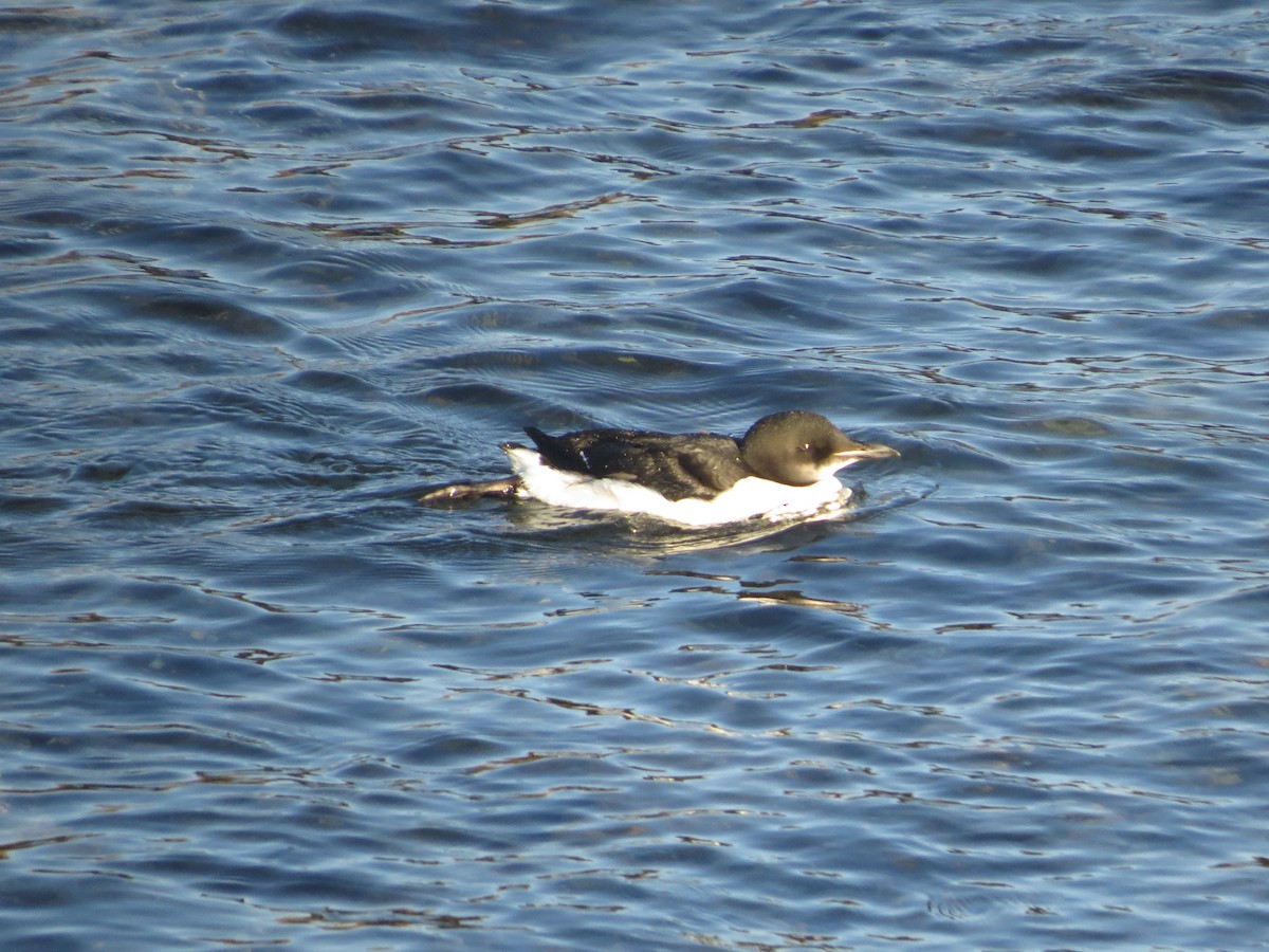 Thick-billed Murre - Marjorie Watson