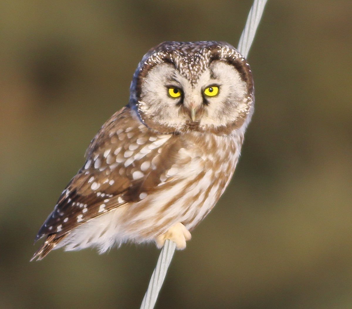 Boreal Owl - Patricia Isaacson