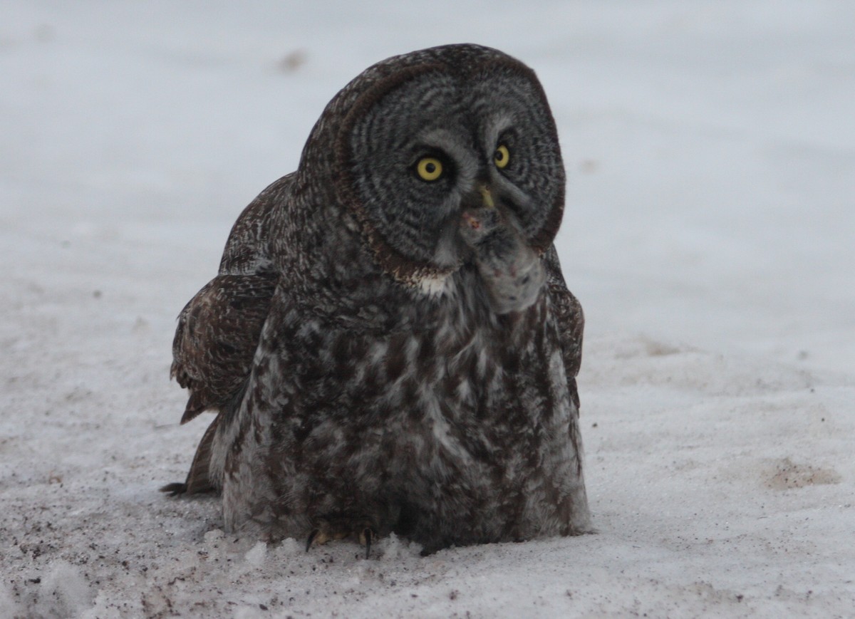 Great Gray Owl - Ben Barkley