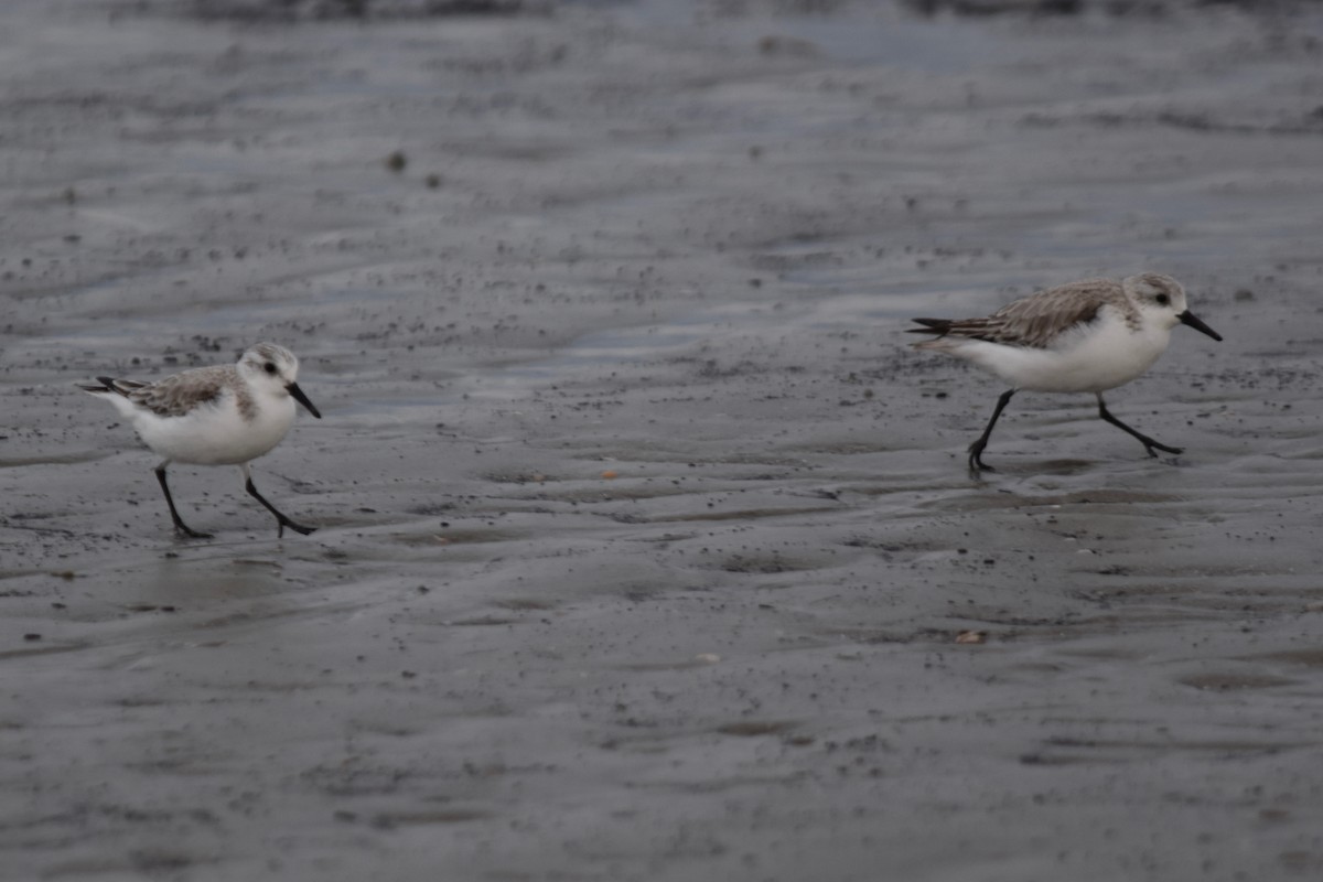 Bécasseau sanderling - ML85950231