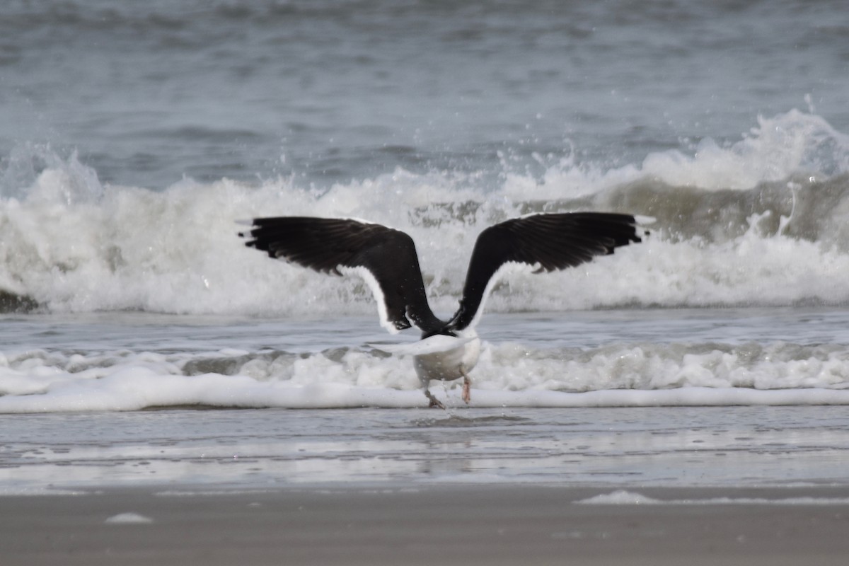 Great Black-backed Gull - John Patten Moss